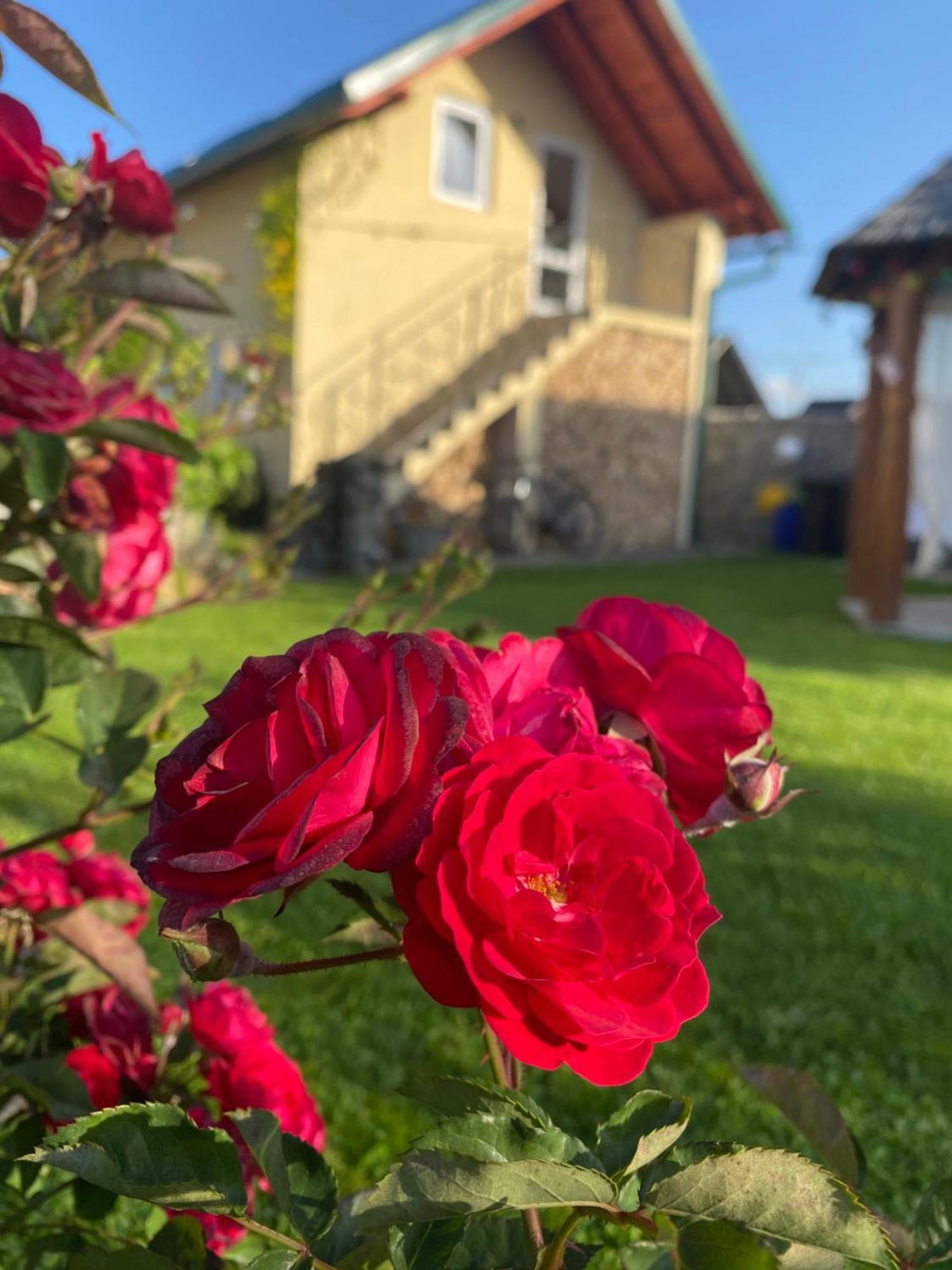 Casa Moldovan Aknasugatag Kültér fotó